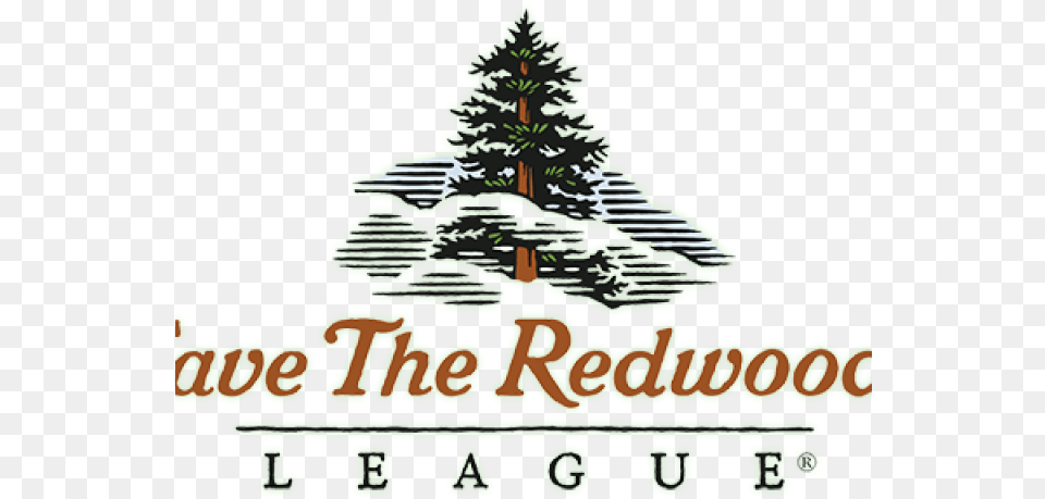 Fir Tree Clipart California Redwood Save The Redwoods League, Pine, Plant, Christmas, Christmas Decorations Free Png Download