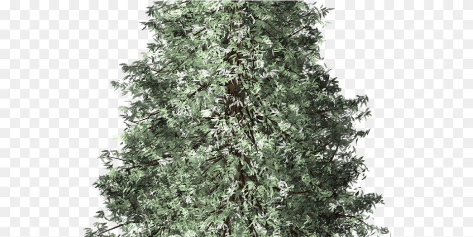 Fir Tree Clipart Redwood Portable Network Graphics, Conifer, Plant, Vegetation, Pine Free Png Download