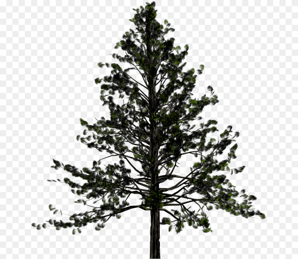 Fir Tree Download Transparent Background Pine Tree, Plant, Nature, Night, Outdoors Free Png