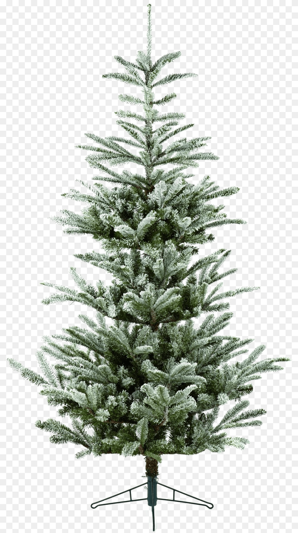 Fir Tree Download Transparent Christmas Tree, Pine, Plant, Christmas Decorations, Festival Png