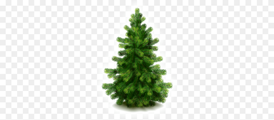 Fir Tree Fir Tree, Pine, Plant, Conifer Png Image