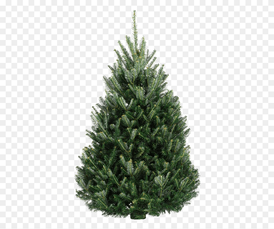Fir Tree Free Background Fir Tree In A Pot, Pine, Plant, Christmas, Christmas Decorations Png Image