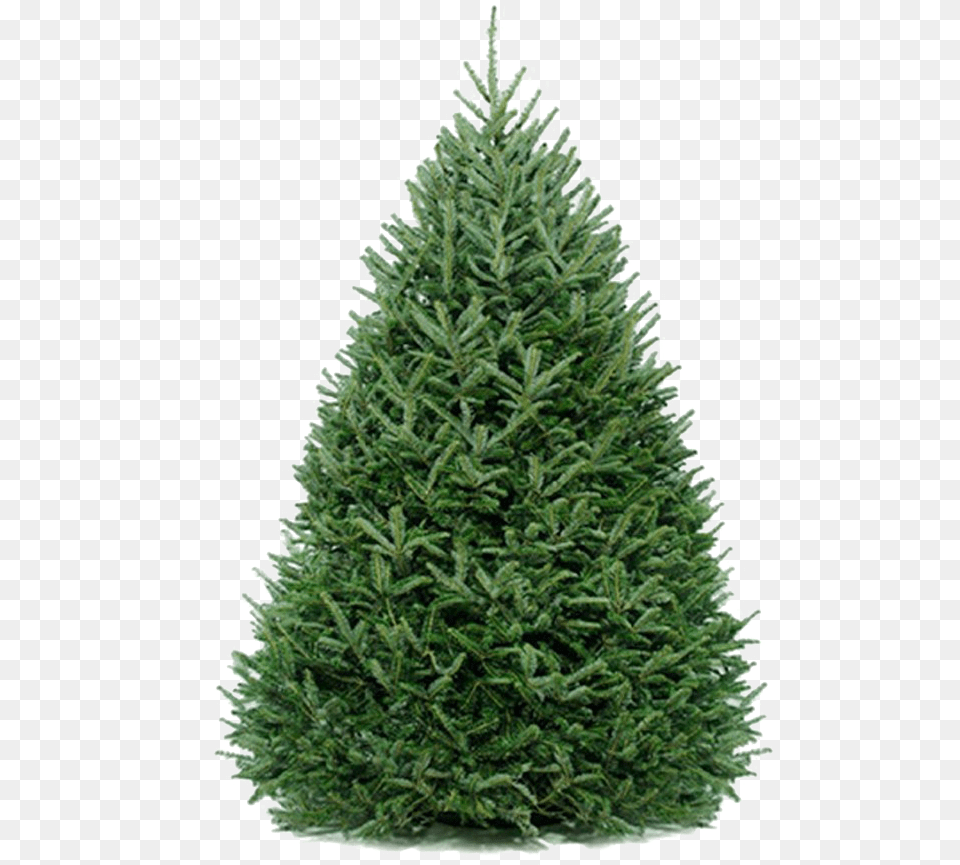 Fir Tree Real Fir Christmas Tree, Pine, Plant, Christmas Decorations, Festival Free Png Download