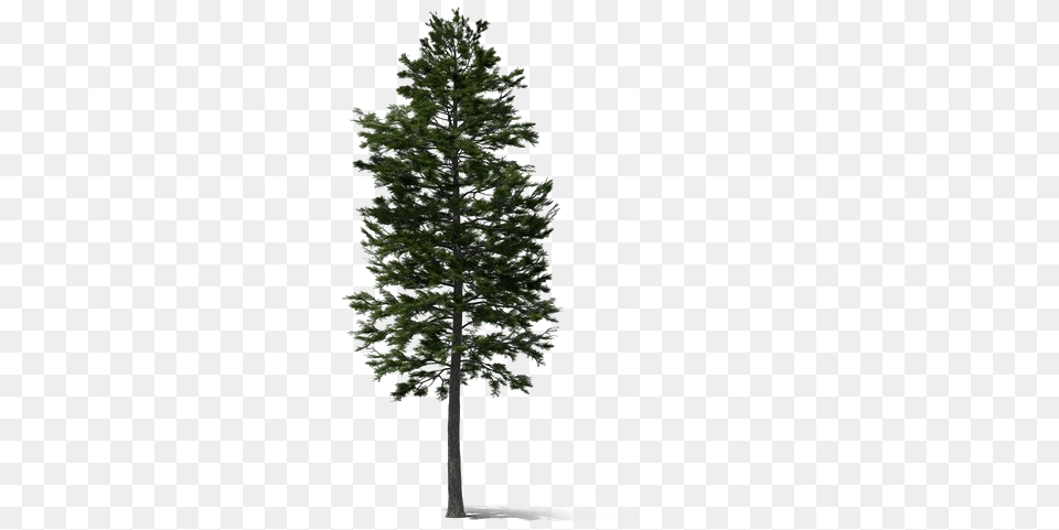 Fir Tree Hd Quality Play Tall Pine Tree, Plant, Conifer Free Transparent Png