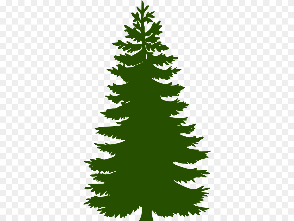 Fir Tree Huge Evergreen Green Pine Tree Clipart, Conifer, Plant, Person, Leaf Free Transparent Png