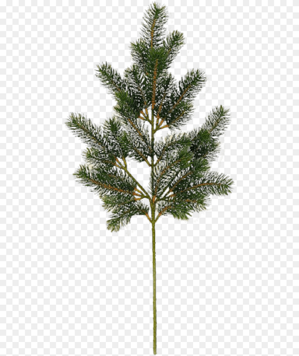 Fir Tree Image Arbre, Weather, Plant, Outdoors, Nature Free Png Download