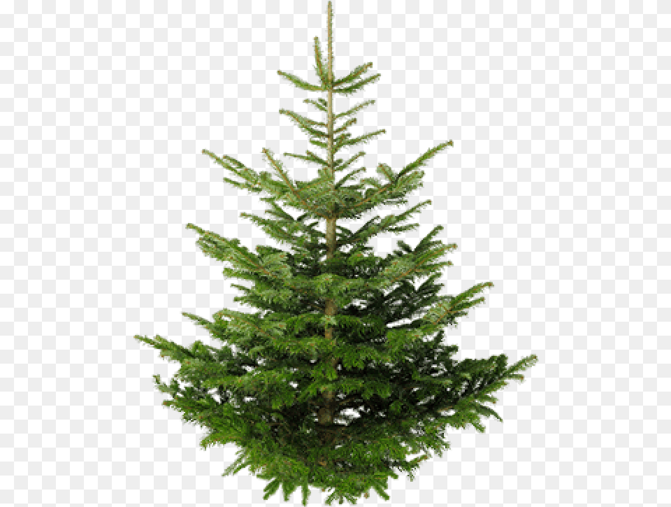 Fir Tree Image Download Transparent Green Trees, Pine, Plant, Conifer Free Png