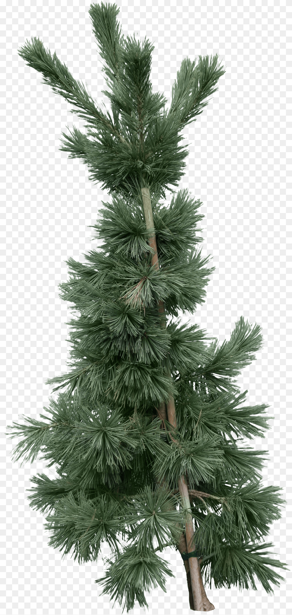 Fir Tree Gknar Aac Png Image