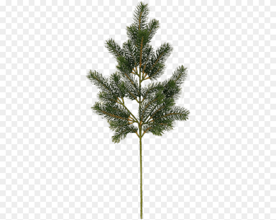 Fir Tree Image High Resolution Trees, Weather, Plant, Outdoors, Nature Png