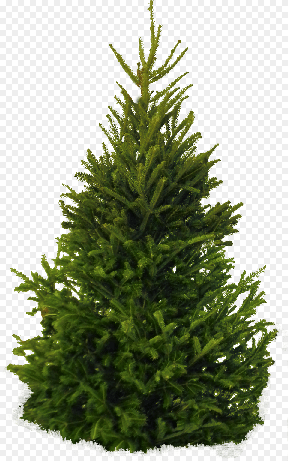 Fir Tree Image Pine Tree White Background, Conifer, Plant, Spruce Free Transparent Png