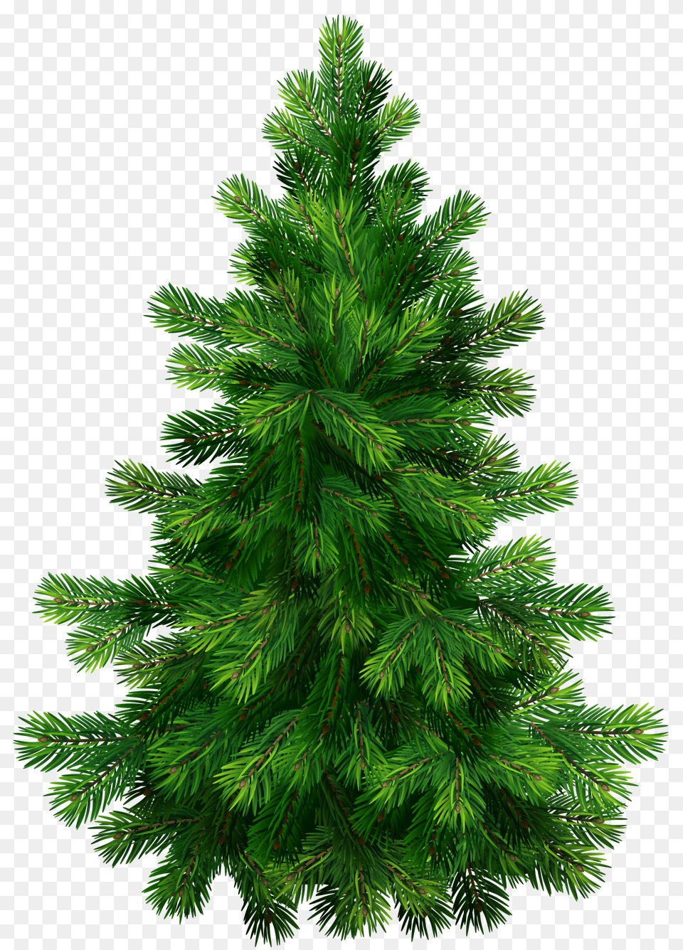Fir Tree Purepng Free Transparent Cc0 Fir Tree, Pine, Plant, Conifer, Vegetation Png Image