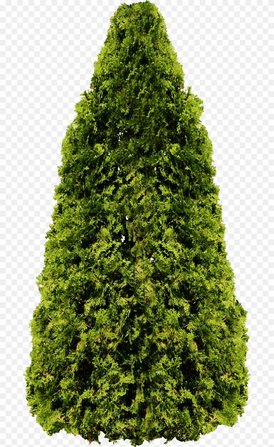 Fir Tree Image Cedar Tree, Conifer, Plant, Pine, Vegetation Free Transparent Png