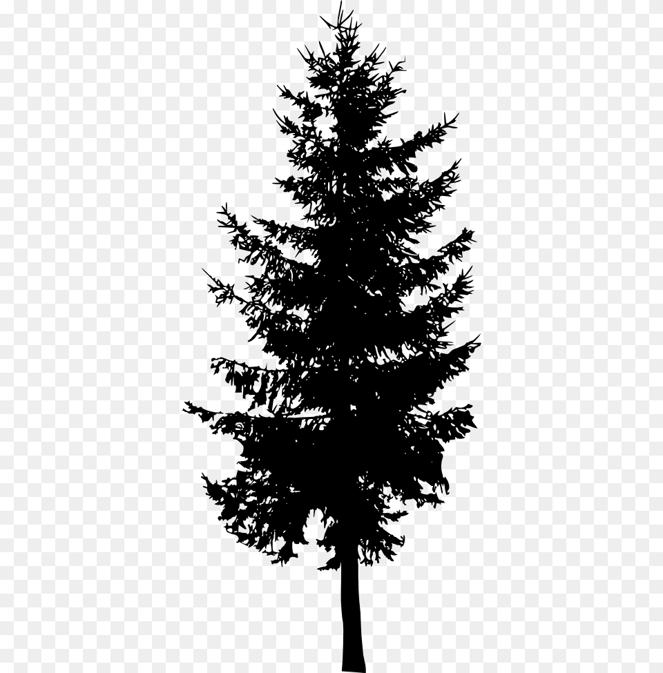 Fir Tree Image With Transparent Background Silhouette Pine Tree, Plant, Conifer Png