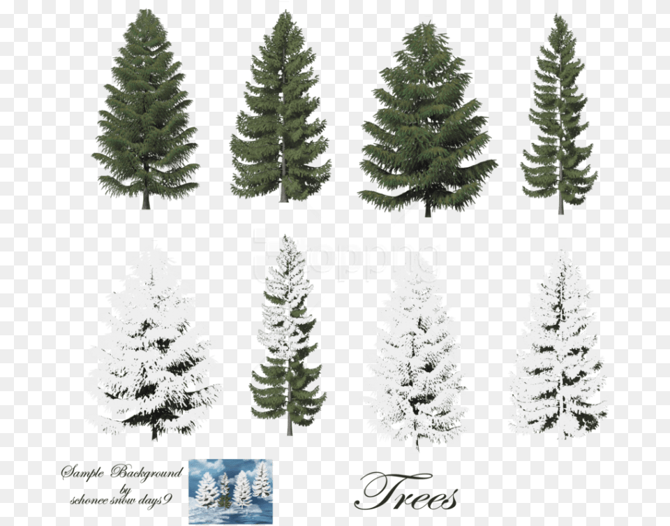 Fir Tree Images Background Snow On Trees Photoshop, Pine, Plant, Conifer Png