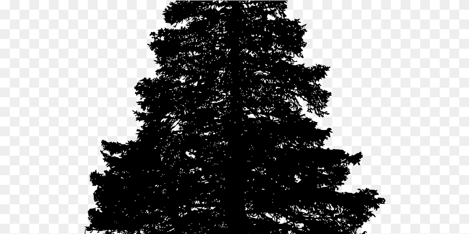 Fir Tree Images Pine Vector, Plant, Silhouette, Conifer, Wedding Free Png