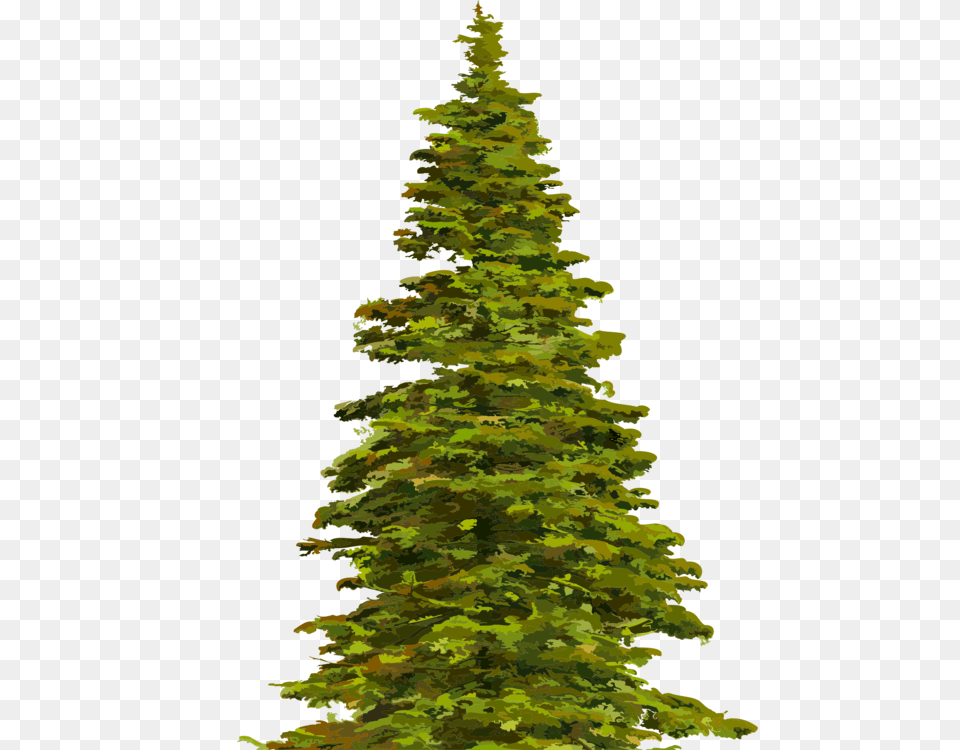Fir Tree Norway Spruce Blue Spruce Pine, Plant, Christmas, Christmas Decorations, Festival Png Image