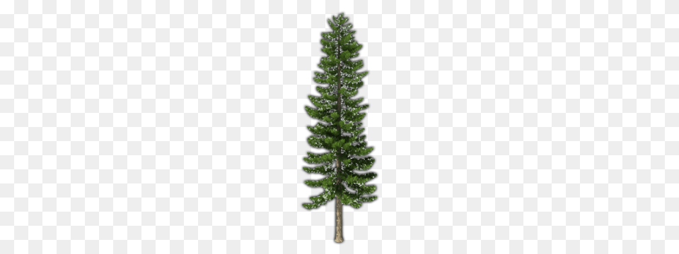Fir Tree Pic, Pine, Plant, Conifer Free Png