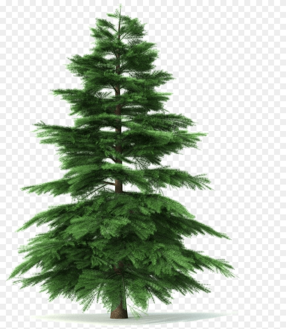 Fir Tree Pic Arts Animated Picture Of A Fir Tree, Pine, Plant, Conifer Png