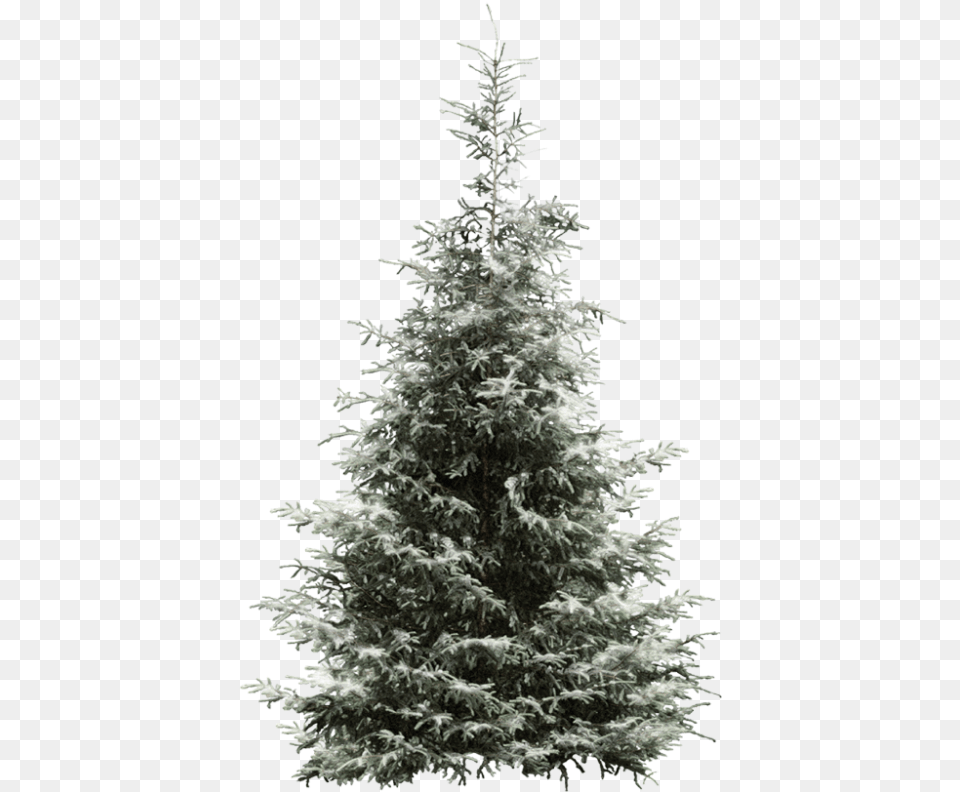 Fir Tree Pine Year Spruce Snowflake Clipart Conifer Tree, Plant, Ice Free Png