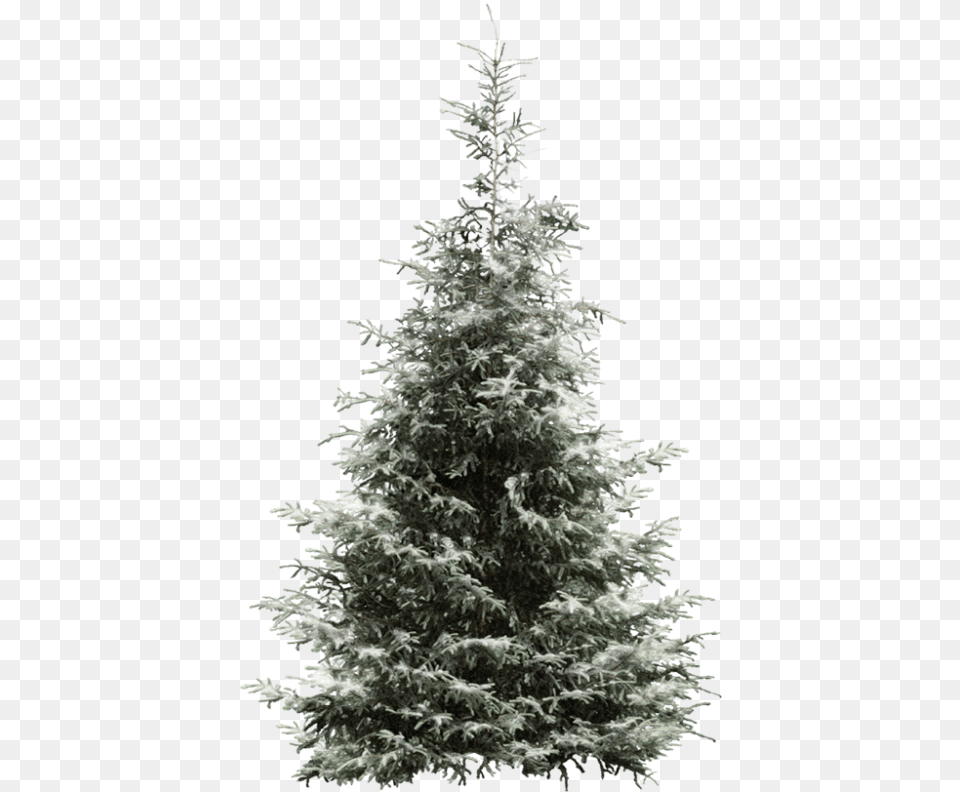 Fir Tree Pine Year Spruce Snowflake Clipart Sapin Enneig, Plant, Conifer, Ice Png Image