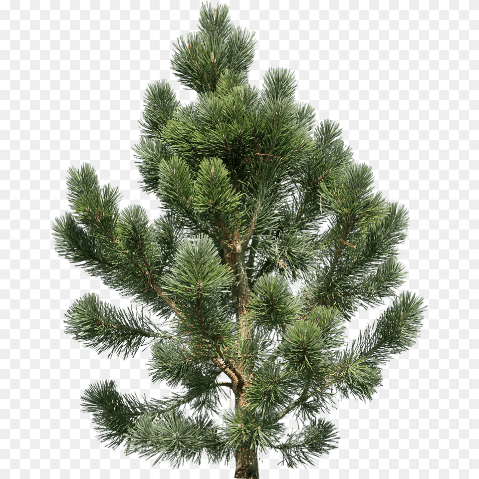 Fir Tree Purepng Cc0 Pine Tree, Conifer, Plant Free Transparent Png