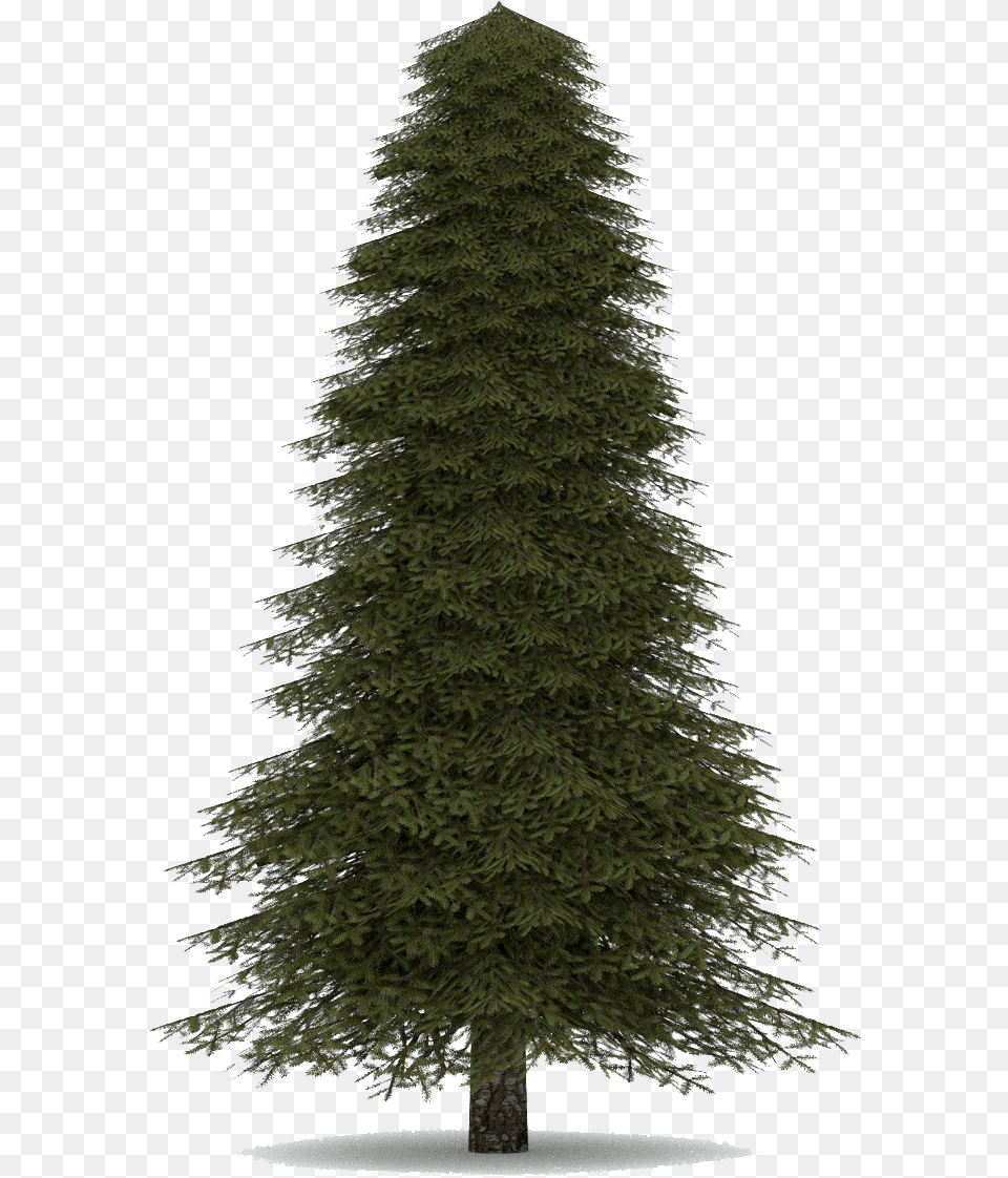 Fir Tree Realistic Christmas Tree, Plant, Pine, Conifer Free Transparent Png