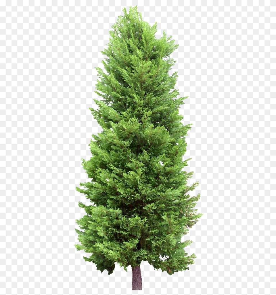 Fir Tree Transparent 2472 Pine Tree Without Background, Conifer, Plant Png