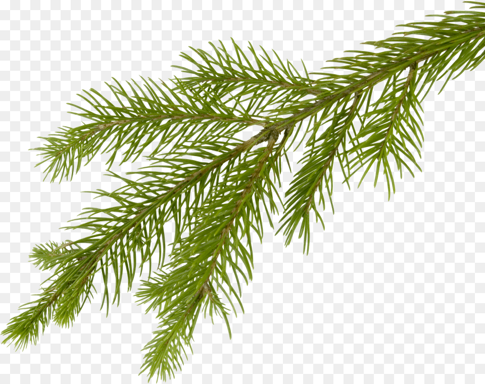 Fir Tree Transparent 3691 Pine Tree Branch Free Png