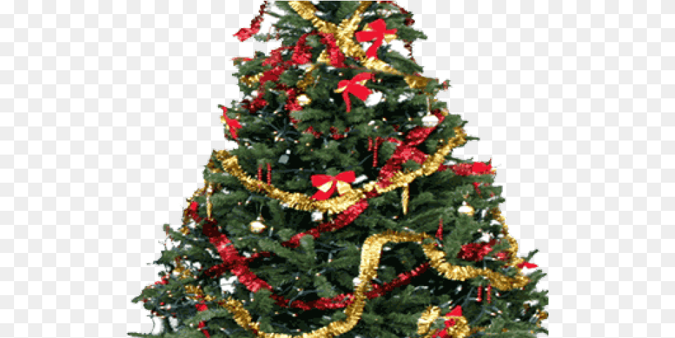 Fir Tree Transparent Kwanzaa Christmas Tree, Plant, Christmas Decorations, Festival, Christmas Tree Png Image