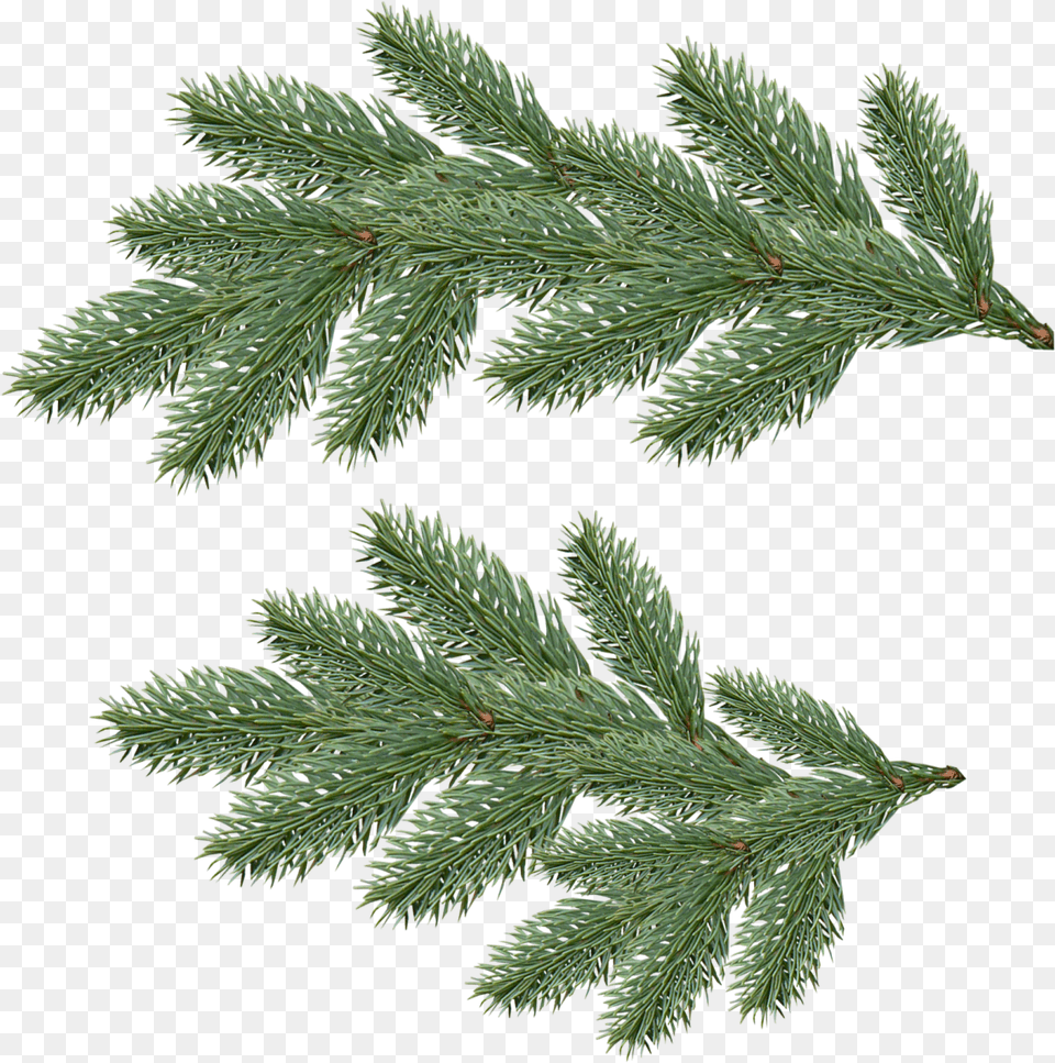 Fir Tree Transparent Pine Tree Branch, Conifer, Plant, Spruce Png Image