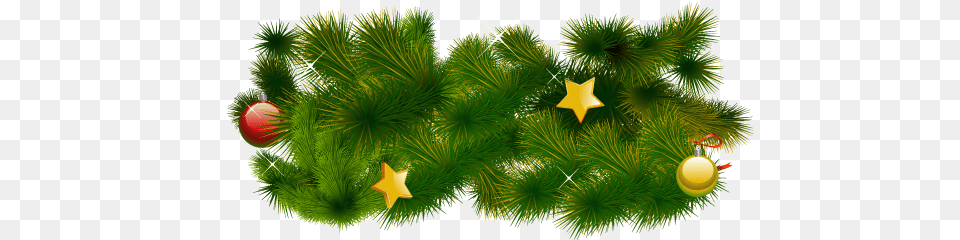Fir Tree Web Icons, Plant, Pine, Conifer Free Png