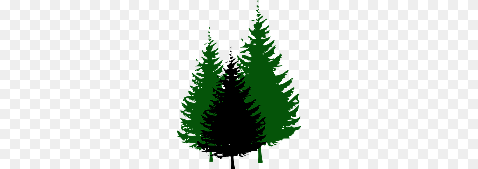 Fir Trees Pine, Plant, Tree, Green Free Transparent Png