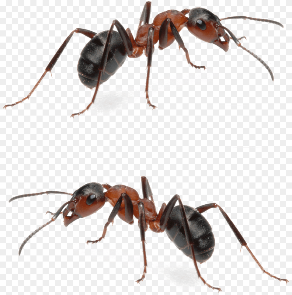 Fire Ant Mounds Are Obviously Menacing And For Any Carpenter Ant Fire Ants, Animal, Insect, Invertebrate Free Png Download