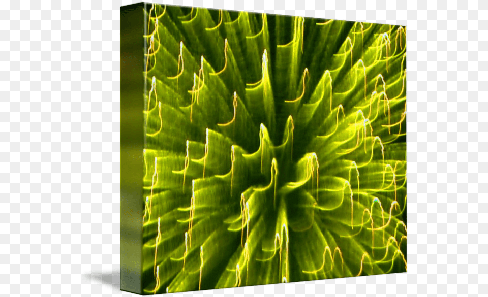 Fire Art Blast Yellow By Sr Smith Art, Leaf, Plant, Aloe Png Image