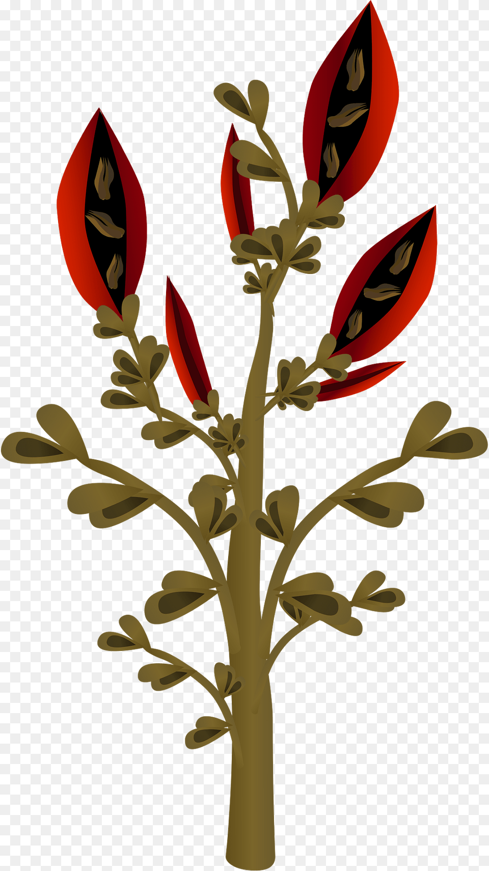Fire Bean Clipart, Art, Graphics, Floral Design, Pattern Free Png