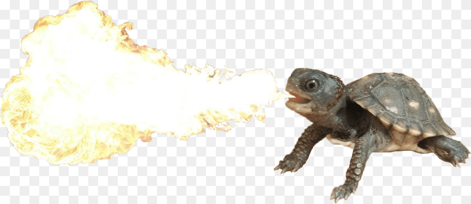 Fire Breathing Turtle Fire Breathing Turtle Dragon, Animal, Reptile, Sea Life, Flame Png