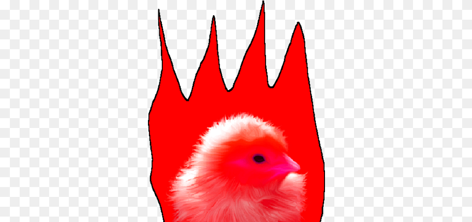 Fire Chick Chickpedia Wiki Fandom Clip Art, Animal, Beak, Bird, Baby Free Transparent Png