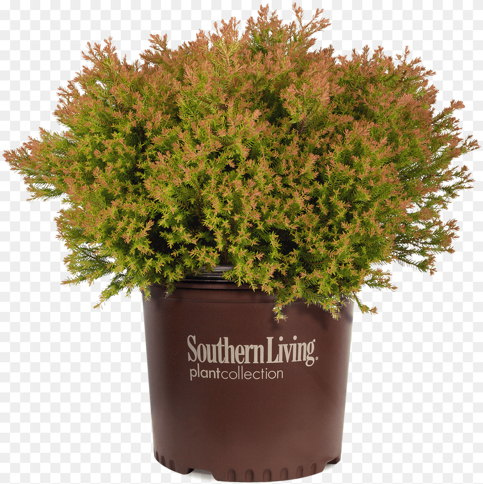 Fire Chief Arborvitae Southern Living Fire Chief Arborvitae, Conifer, Moss, Plant, Potted Plant Png Image