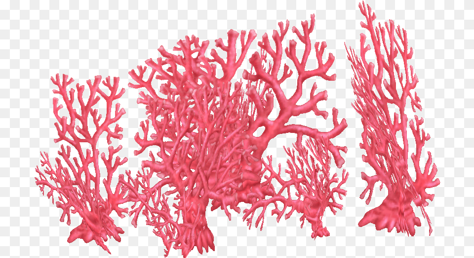 Fire Coral Erry2000 U0026 Krokit Zt2 Library Wiki Fire Coral Transparent, Animal, Sea Life, Sea, Reef Free Png Download