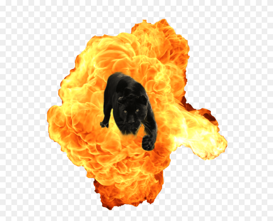 Fire Explosion Explosions, Flame, Person, Animal, Canine Free Png Download