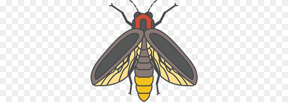 Fire Fly Animal, Firefly, Insect, Invertebrate Png