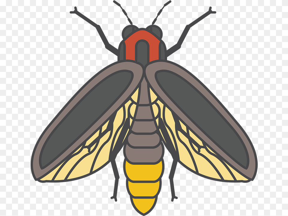 Fire Fly Bug Insect Firefly Insect, Animal, Invertebrate Png Image
