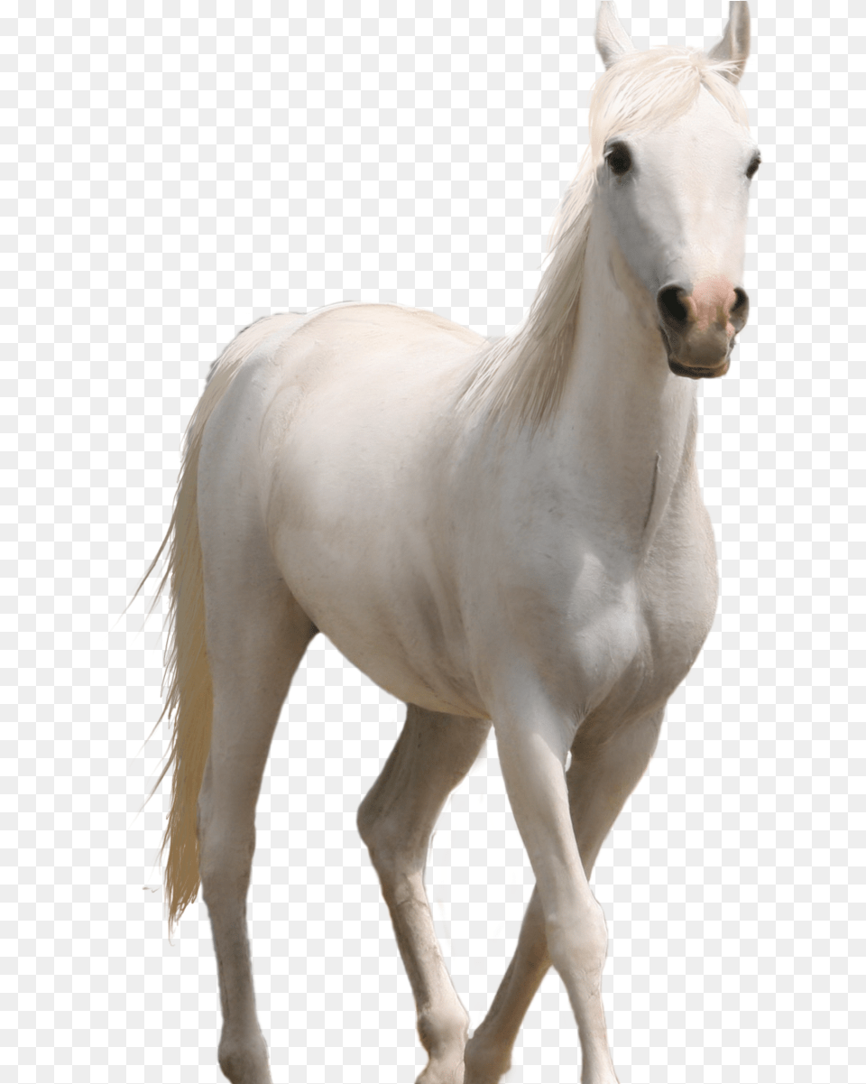 Fire Hd Source Transparent Background White Horse, Animal, Mammal, Stallion, Colt Horse Png Image