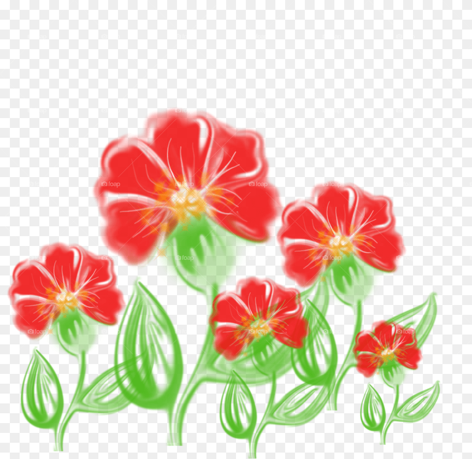Fire Lily, Plant, Flower, Pattern, Geranium Png Image