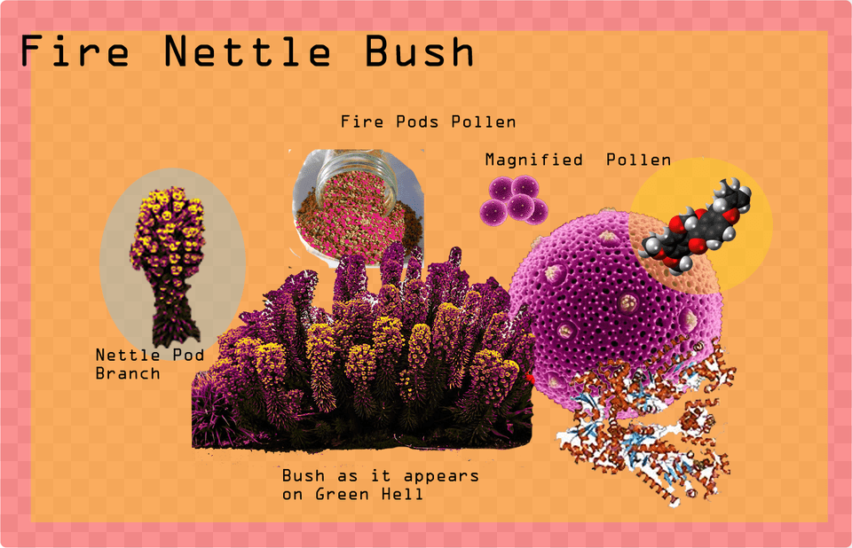 Fire Nettle Bush Poster, Advertisement, Purple, Plant, Flower Png