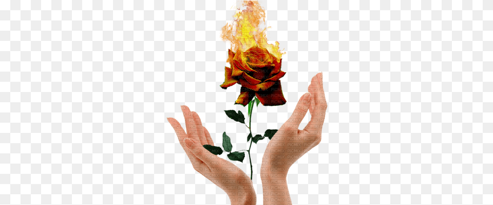 Fire Rose Aesthetic Hand, Flower, Body Part, Finger, Plant Png