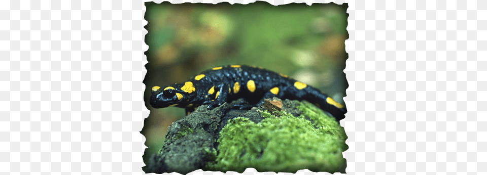 Fire Salamander, Animal, Amphibian, Wildlife, Lizard Free Png Download