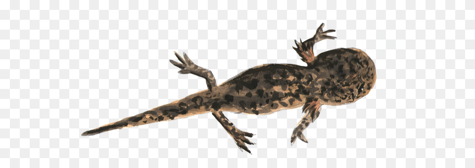 Fire Salamander Larva Animal, Wildlife, Dinosaur, Reptile Png Image