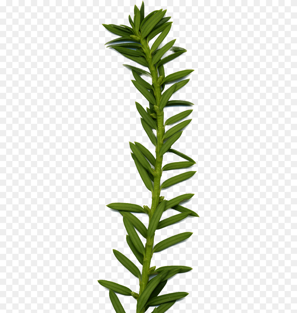 Fire Star Orchid, Conifer, Plant, Tree, Yew Free Png