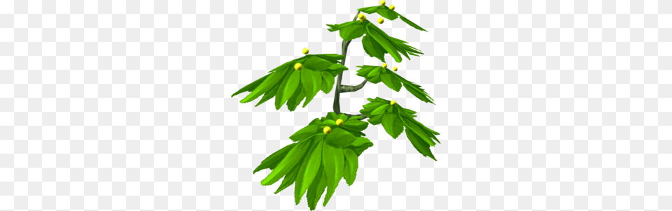 Fireberry Bush, Bud, Tree, Flower, Green Png Image